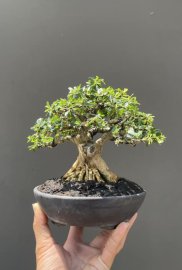Linh sam lùn lực