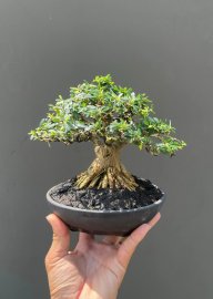 Linh sam lùn lực