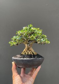 Linh sam lùn lực