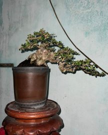 Antidesma acidum mature tree