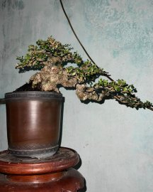 Antidesma acidum mature tree