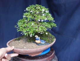 Tiểu Cảnh Mai lá trung...