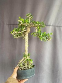 Antidesma acidum tree
