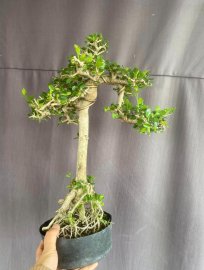 Antidesma acidum tree
