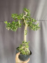 Antidesma acidum tree