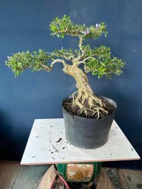 Dọn vườn e còn hơn 50cây linh sam to đẹp