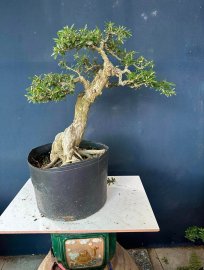 Dọn vườn e còn hơn 50cây linh sam to đẹp