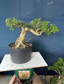 Dọn vườn e còn hơn 50cây linh sam to đẹp