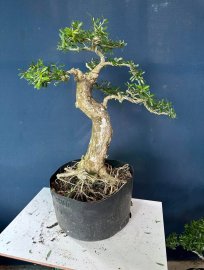 Dọn vườn e còn hơn 50cây linh sam to đẹp