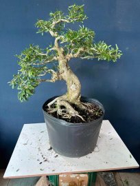 Dọn vườn e còn hơn 50cây linh sam to đẹp
