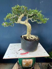 Dọn vườn e còn hơn 50cây linh sam to đẹp