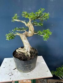 Dọn vườn e còn hơn 50cây linh sam to đẹp