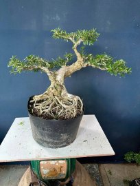 Dọn vườn e còn hơn 50cây linh sam to đẹp