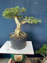 Dọn vườn e còn hơn 50cây linh sam to đẹp