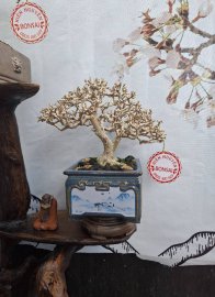 Khoe xương sam núi vườn nhà