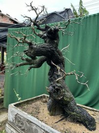 Diospyros maritima tree