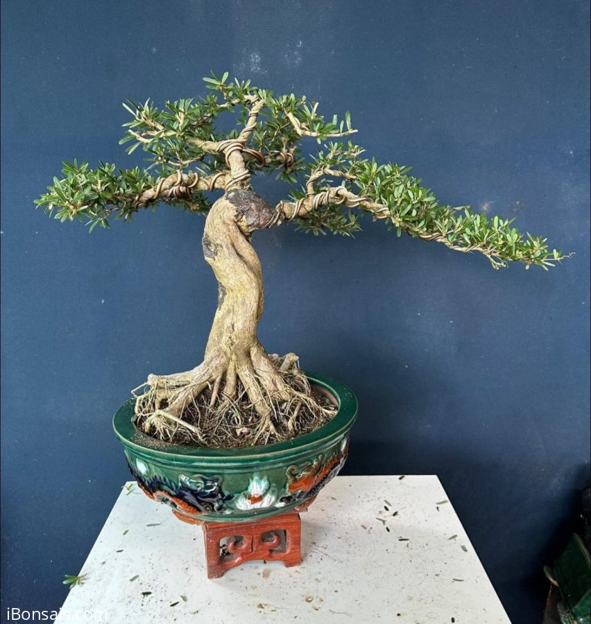 Linh sam cả chậu #530k ạ