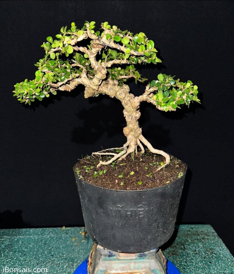 Antidesma acidum tree