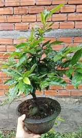 Mai vàng 250k còn bao gồm phí vận chuyển rẻ nè