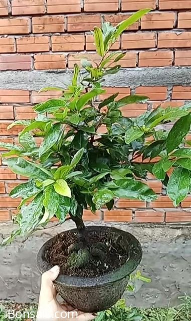 Mai vàng 250k còn bao gồm phí vận chuyển rẻ nè