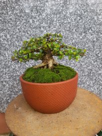 Antidesma acidum tree