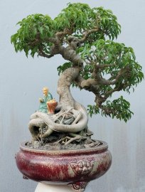 Ficus benjamina tree