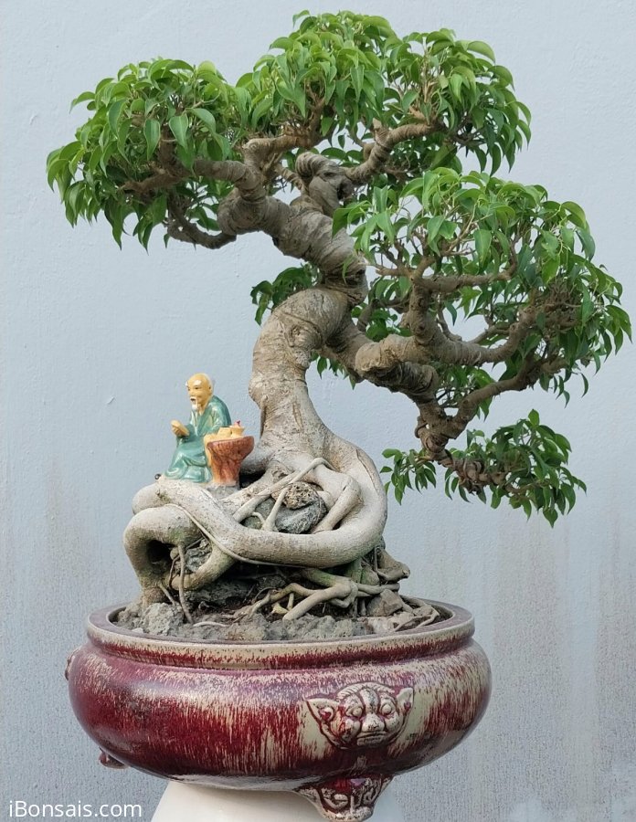 Ficus benjamina tree