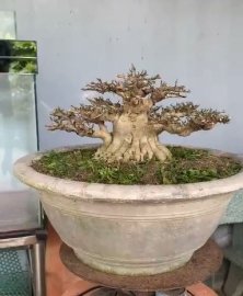 Mai chiếu thủy lùn lực