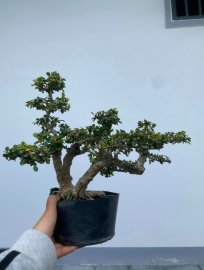 Antidesma acidum tree