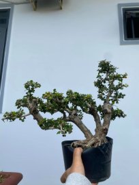 Antidesma acidum tree