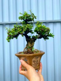 Antidesma acidum mini tree