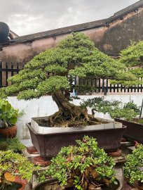 Mature Vietnamese blue bell tree