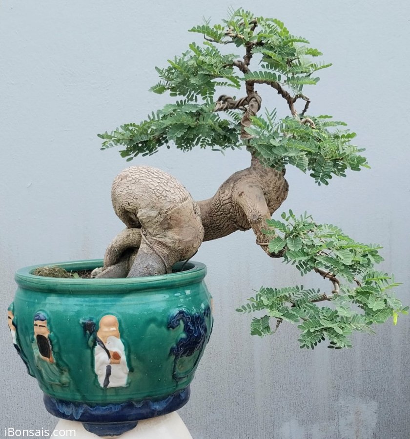 Tamarind tree