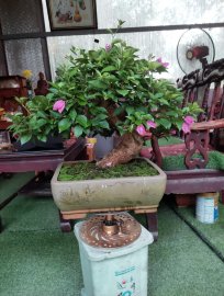 Bougainvillea tree