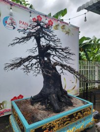 Cụ Cẩm tay cành 12 năm