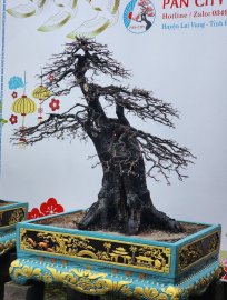 Cụ Cẩm tay cành 12 năm