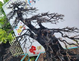 Cụ Cẩm tay cành 12 năm