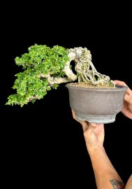 Antidesma acidum bonsai tree