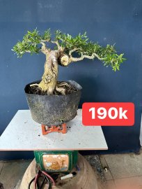 Dọn vườn e còn mấy cây linh sam ạ