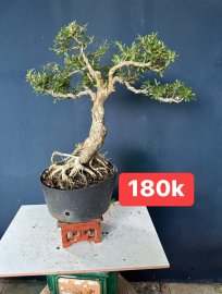 Dọn vườn e còn mấy cây linh sam ạ