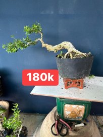 Dọn vườn e còn mấy cây linh sam ạ
