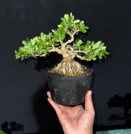 Linh sam siêu bông xếp đế