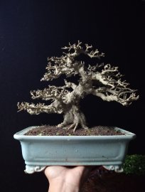 Antidesma acidum tree