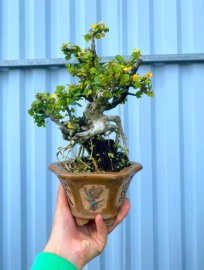 Antidesma acidum tree