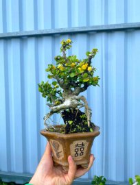 Antidesma acidum tree