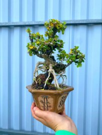 Antidesma acidum tree