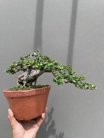 Sam trái khai thác giá mềm