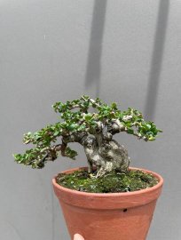 Sam trái khai thác giá mềm