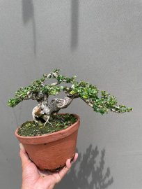 Sam trái khai thác giá mềm