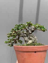 Sam trái khai thác giá mềm